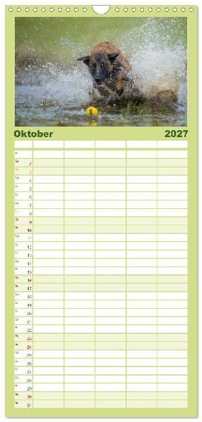 Familienplaner 2027 - Belgischer Schäferhund - Der Malinois in Action mit 5 Spalten (Wandkalender, 21 x 45 cm) CALVENDO