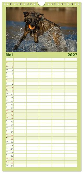 Familienplaner 2027 - Belgischer Schäferhund - Der Malinois in Action mit 5 Spalten (Wandkalender, 21 x 45 cm) CALVENDO
