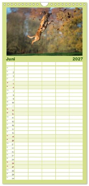 Familienplaner 2027 - Belgischer Schäferhund - Der Malinois in Action mit 5 Spalten (Wandkalender, 21 x 45 cm) CALVENDO