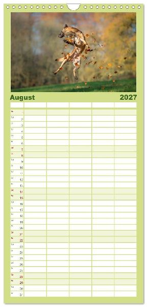 Familienplaner 2027 - Belgischer Schäferhund - Der Malinois in Action mit 5 Spalten (Wandkalender, 21 x 45 cm) CALVENDO