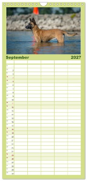 Familienplaner 2027 - Belgischer Schäferhund - Der Malinois in Action mit 5 Spalten (Wandkalender, 21 x 45 cm) CALVENDO