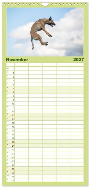Familienplaner 2027 - Belgischer Schäferhund - Der Malinois in Action mit 5 Spalten (Wandkalender, 21 x 45 cm) CALVENDO