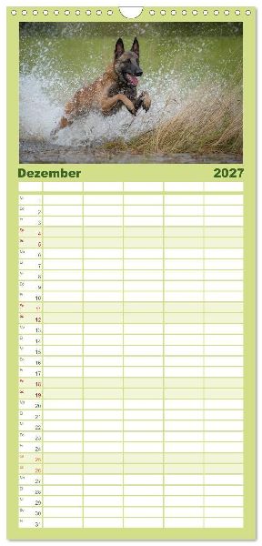 Familienplaner 2027 - Belgischer Schäferhund - Der Malinois in Action mit 5 Spalten (Wandkalender, 21 x 45 cm) CALVENDO
