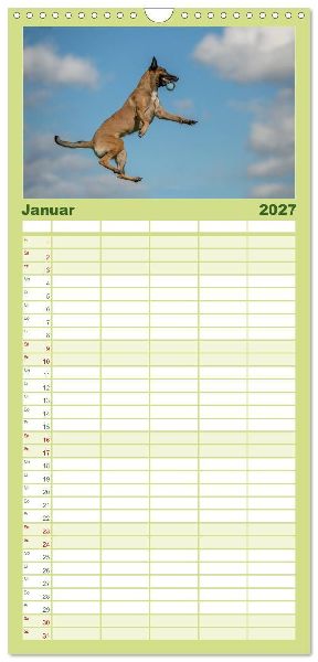 Familienplaner 2027 - Belgischer Schäferhund - Der Malinois in Action mit 5 Spalten (Wandkalender, 21 x 45 cm) CALVENDO