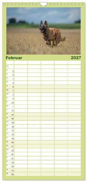 Familienplaner 2027 - Belgischer Schäferhund - Der Malinois in Action mit 5 Spalten (Wandkalender, 21 x 45 cm) CALVENDO
