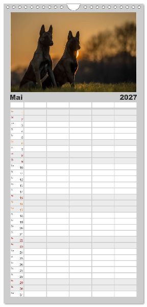 Familienplaner 2027 - Belgische Schäferhunde - Der Malinois im Licht mit 5 Spalten (Wandkalender, 21 x 45 cm) CALVENDO