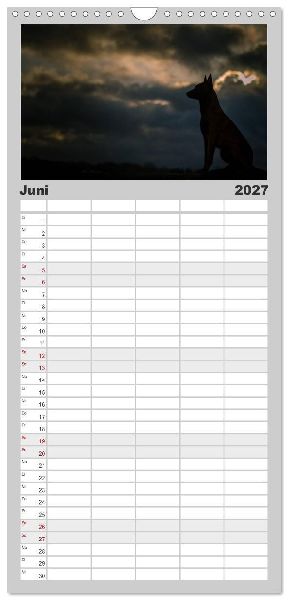 Familienplaner 2027 - Belgische Schäferhunde - Der Malinois im Licht mit 5 Spalten (Wandkalender, 21 x 45 cm) CALVENDO