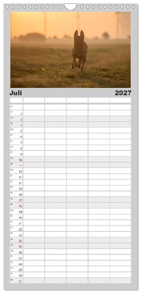 Familienplaner 2027 - Belgische Schäferhunde - Der Malinois im Licht mit 5 Spalten (Wandkalender, 21 x 45 cm) CALVENDO