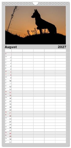 Familienplaner 2027 - Belgische Schäferhunde - Der Malinois im Licht mit 5 Spalten (Wandkalender, 21 x 45 cm) CALVENDO