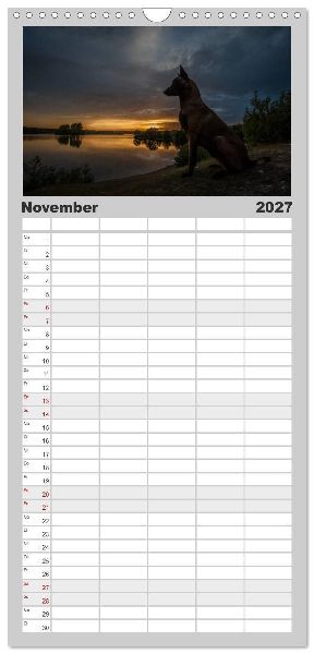 Familienplaner 2027 - Belgische Schäferhunde - Der Malinois im Licht mit 5 Spalten (Wandkalender, 21 x 45 cm) CALVENDO