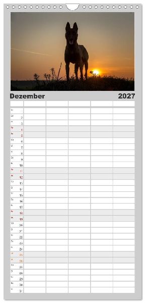 Familienplaner 2027 - Belgische Schäferhunde - Der Malinois im Licht mit 5 Spalten (Wandkalender, 21 x 45 cm) CALVENDO