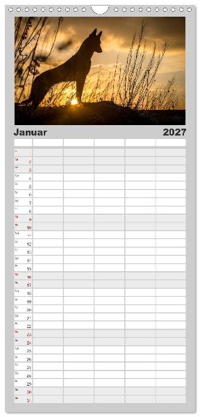 Familienplaner 2027 - Belgische Schäferhunde - Der Malinois im Licht mit 5 Spalten (Wandkalender, 21 x 45 cm) CALVENDO