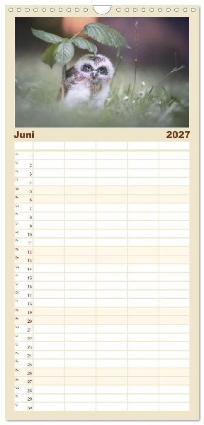 Familienplaner 2027 - Eulen - schön und geheimnisvoll mit 5 Spalten (Wandkalender, 21 x 45 cm) CALVENDO
