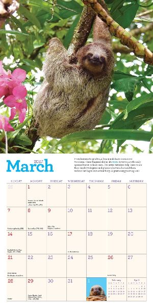 Original Sloths Mini Wall Calendar 2027