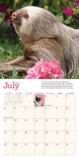 Original Sloths Mini Wall Calendar 2027