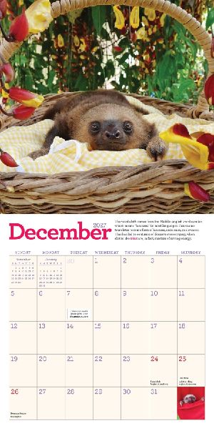 Original Sloths Mini Wall Calendar 2027