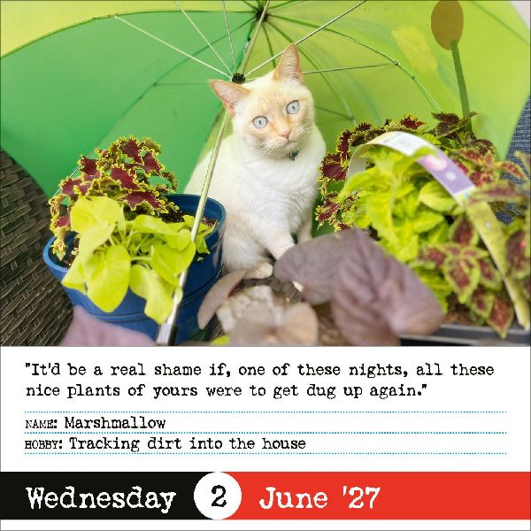 Bad Cat Page-A-Day® Calendar 2027