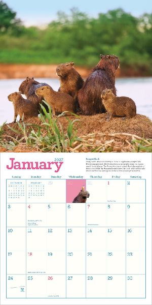 Capybara Wall Calendar 2027