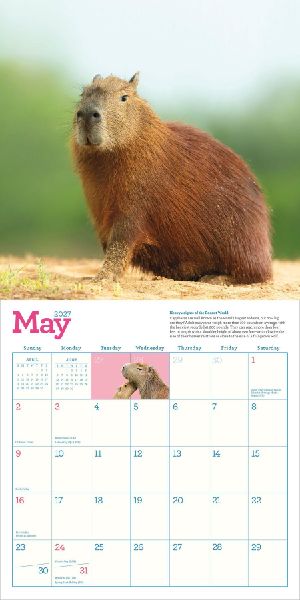 Capybara Wall Calendar 2027