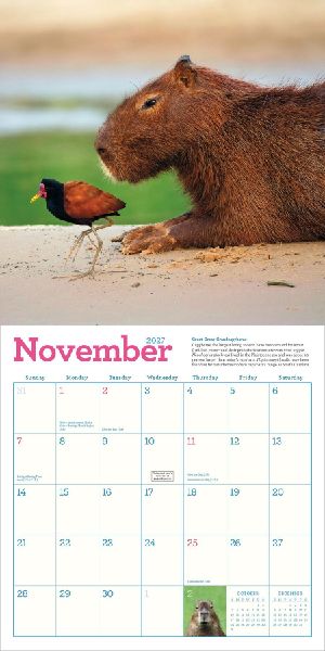 Capybara Wall Calendar 2027