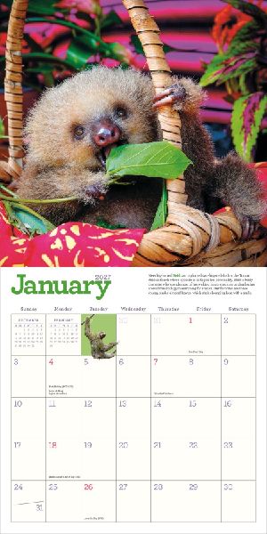 Original Sloths Wall Calendar 2027