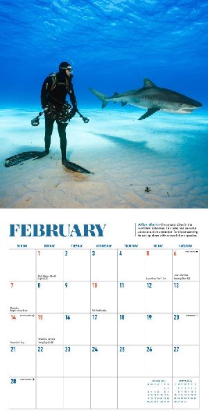 Shark Mini Wall Calendar 2027