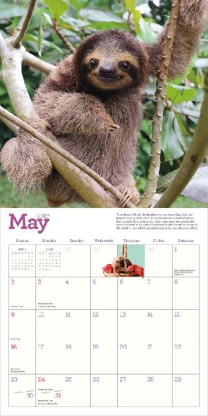 Original Sloths Wall Calendar 2027