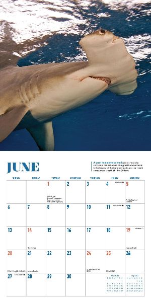 Shark Mini Wall Calendar 2027