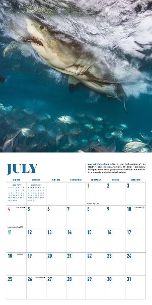 Shark Mini Wall Calendar 2027