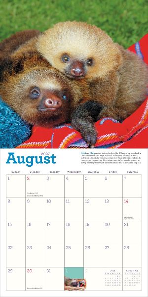 Original Sloths Wall Calendar 2027