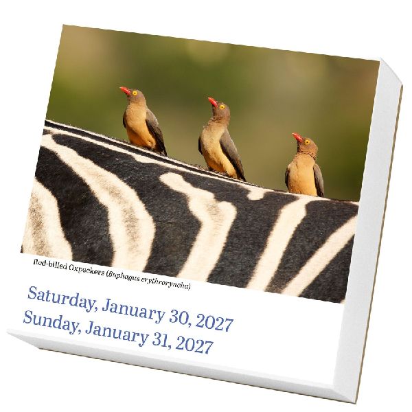 Audubon Birds Page-A-Day(r) Calendar 2027