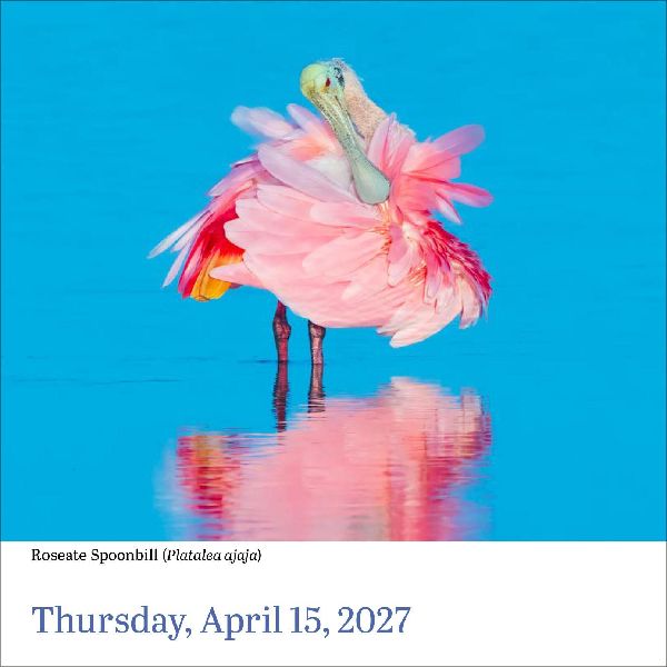 Audubon Birds Page-A-Day(r) Calendar 2027