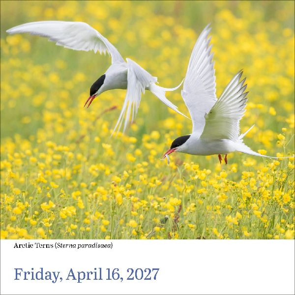 Audubon Birds Page-A-Day(r) Calendar 2027