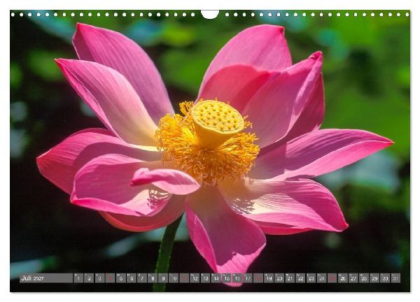 Peter Fischer - Bali 2027 (Wandkalender 2027 DIN A3 quer), CALVENDO Monatskalender