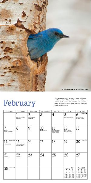 Audubon Bluebirds Mini Wall Calendar 2027