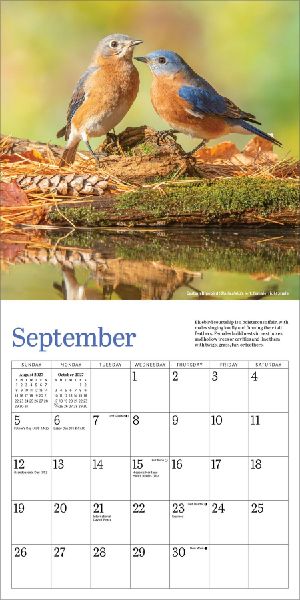 Audubon Bluebirds Mini Wall Calendar 2027