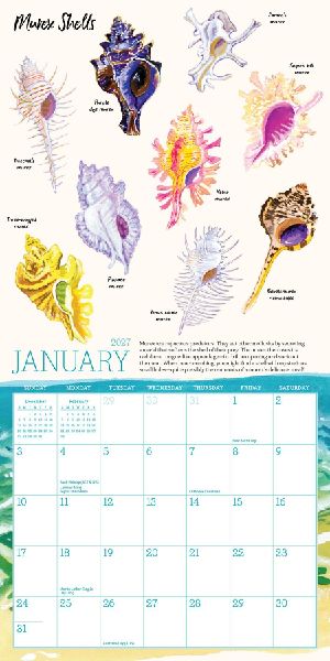 Searching for Seashells Mini Wall Calendar 2027
