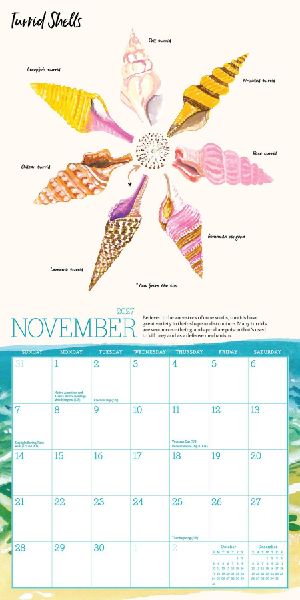 Searching for Seashells Mini Wall Calendar 2027