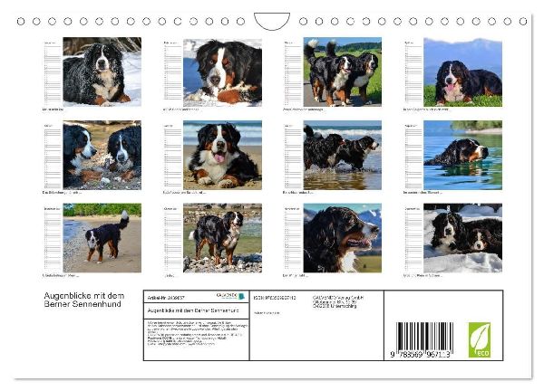 Augenblicke mit dem Berner Sennenhund (Wandkalender 2027 DIN A4 quer), CALVENDO Monatskalender