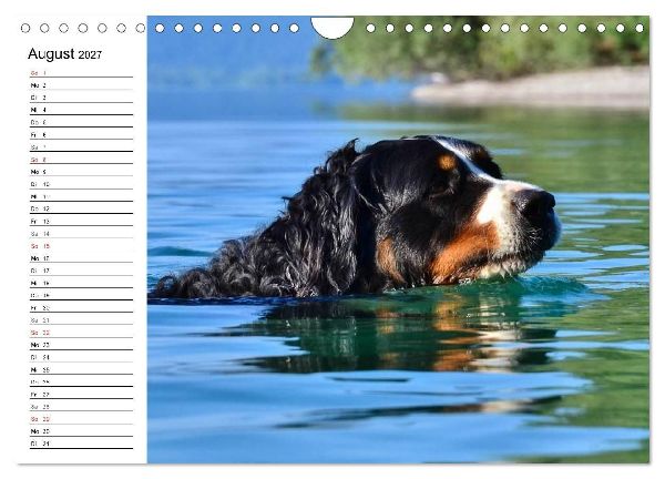 Augenblicke mit dem Berner Sennenhund (Wandkalender 2027 DIN A4 quer), CALVENDO Monatskalender