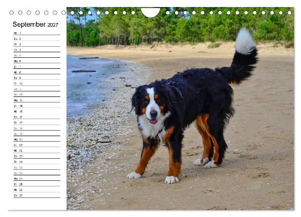 Augenblicke mit dem Berner Sennenhund (Wandkalender 2027 DIN A4 quer), CALVENDO Monatskalender