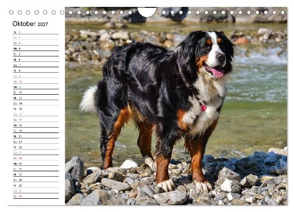 Augenblicke mit dem Berner Sennenhund (Wandkalender 2027 DIN A4 quer), CALVENDO Monatskalender