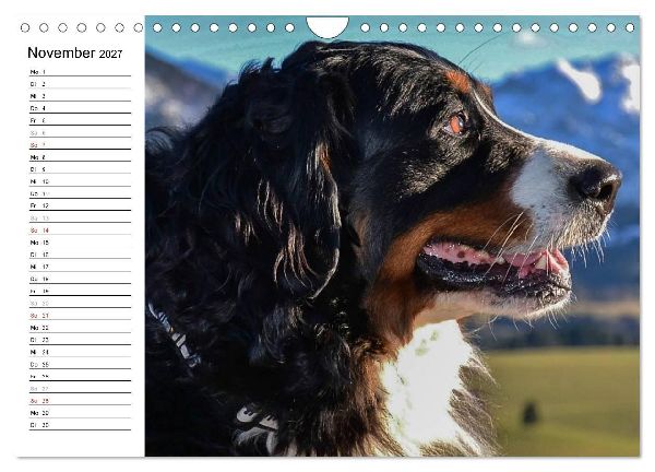 Augenblicke mit dem Berner Sennenhund (Wandkalender 2027 DIN A4 quer), CALVENDO Monatskalender