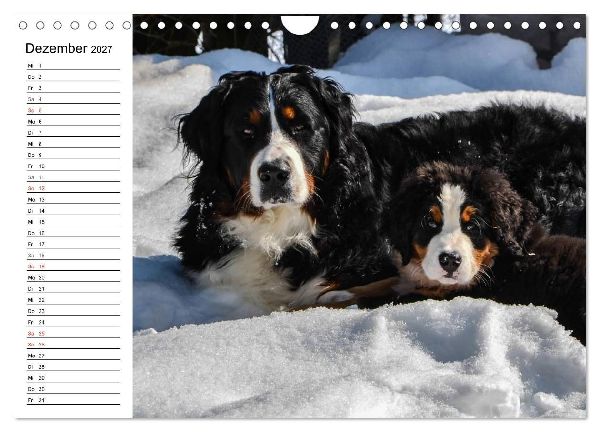 Augenblicke mit dem Berner Sennenhund (Wandkalender 2027 DIN A4 quer), CALVENDO Monatskalender