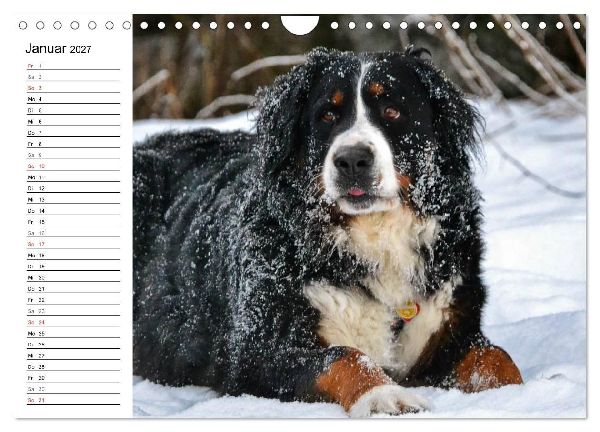 Augenblicke mit dem Berner Sennenhund (Wandkalender 2027 DIN A4 quer), CALVENDO Monatskalender