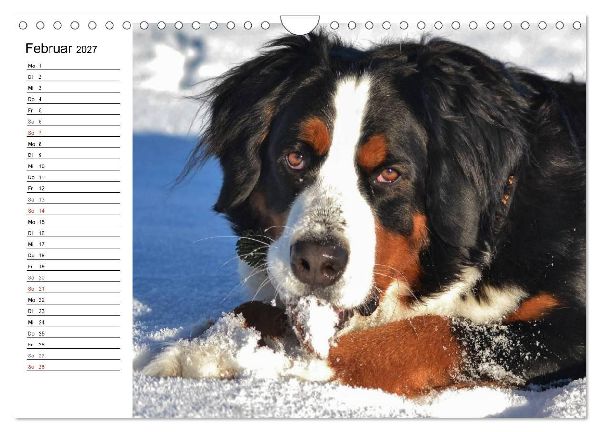 Augenblicke mit dem Berner Sennenhund (Wandkalender 2027 DIN A4 quer), CALVENDO Monatskalender