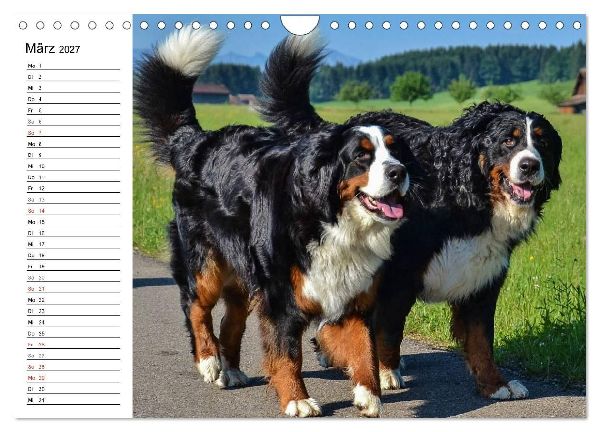 Augenblicke mit dem Berner Sennenhund (Wandkalender 2027 DIN A4 quer), CALVENDO Monatskalender