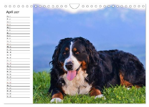 Augenblicke mit dem Berner Sennenhund (Wandkalender 2027 DIN A4 quer), CALVENDO Monatskalender