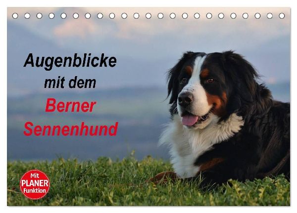 Augenblicke mit dem Berner Sennenhund (Tischkalender 2027 DIN ...