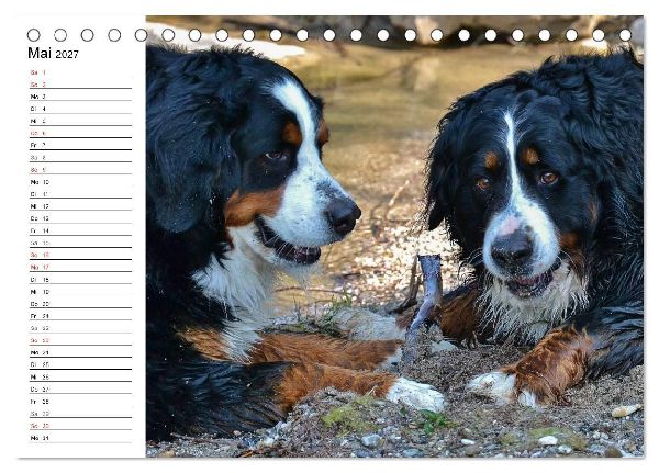 Augenblicke mit dem Berner Sennenhund (Tischkalender 2027 DIN A5 quer), CALVENDO Monatskalender